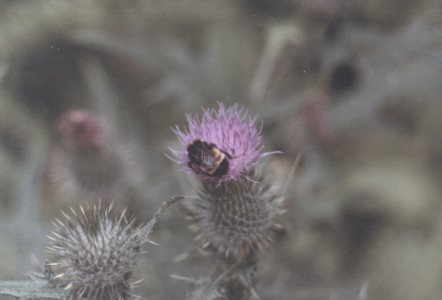 scan0013.tif